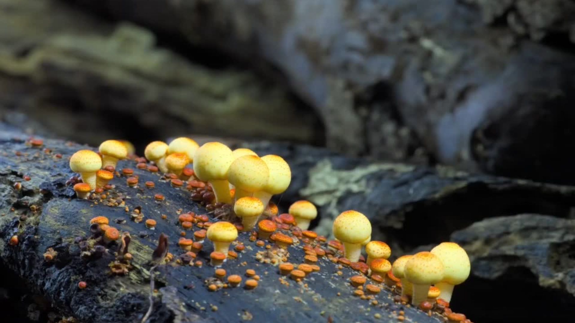 timelapse of mushroom
