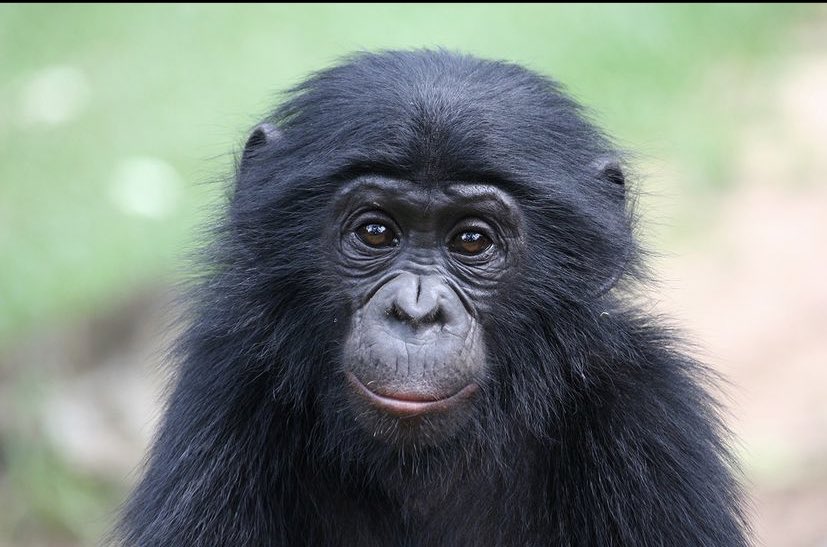 Bonobo