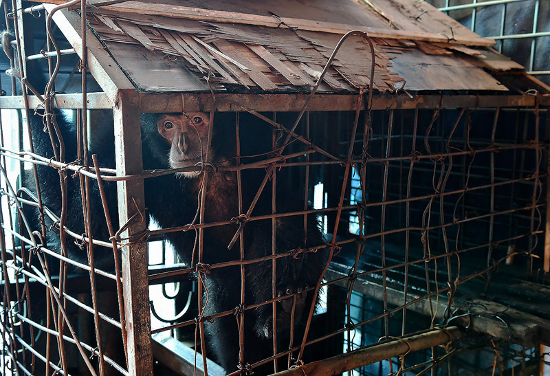 This siamang has spent her whole life in this cage, a vision that was a true nightmare. Craig Jones Wildlife Photography