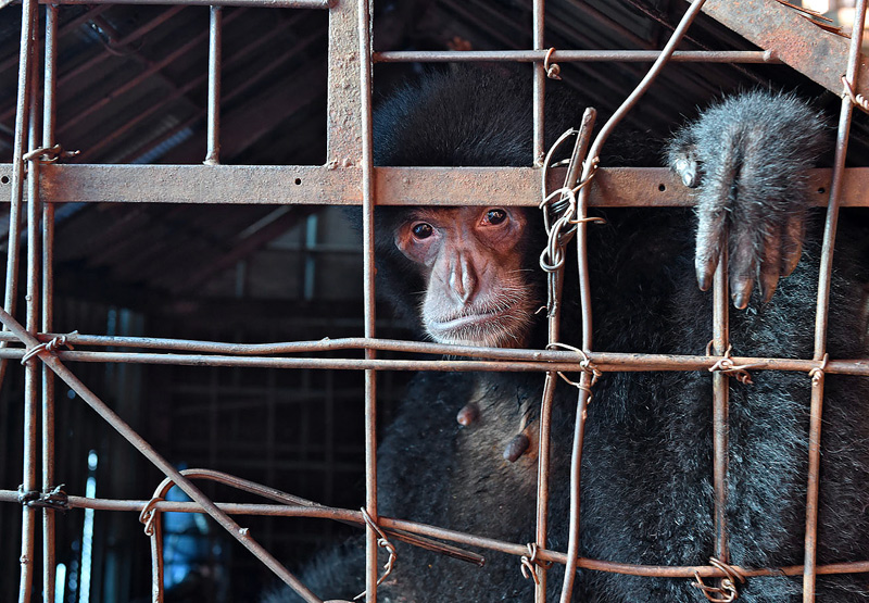This siamang has spent her whole life in this cage, a vision that was a true nightmare. Craig Jones Wildlife Photography