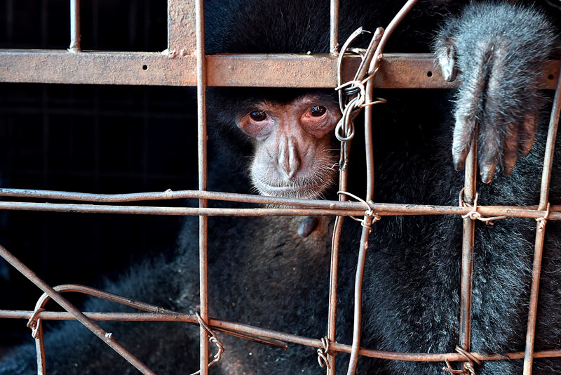 This siamang has spent her whole life in this cage, a vision that was a true nightmare. Craig Jones Wildlife Photography