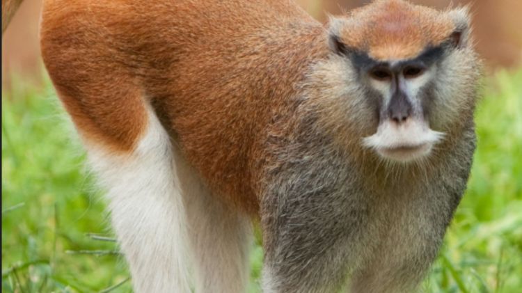 Southern Patas Monkey Erythrocebus baumstarki