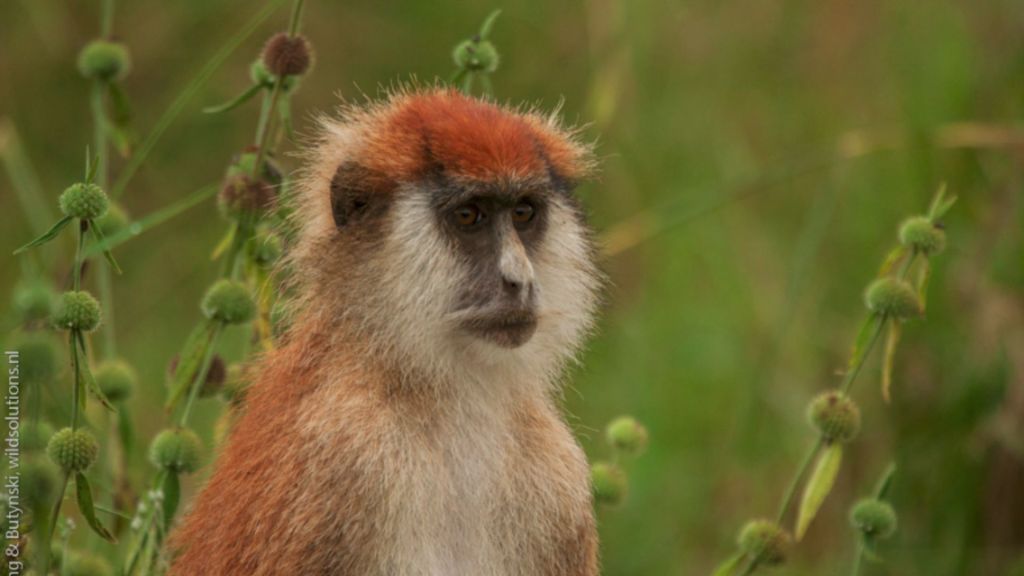 Southern Patas Monkey Erythrocebus baumstarki