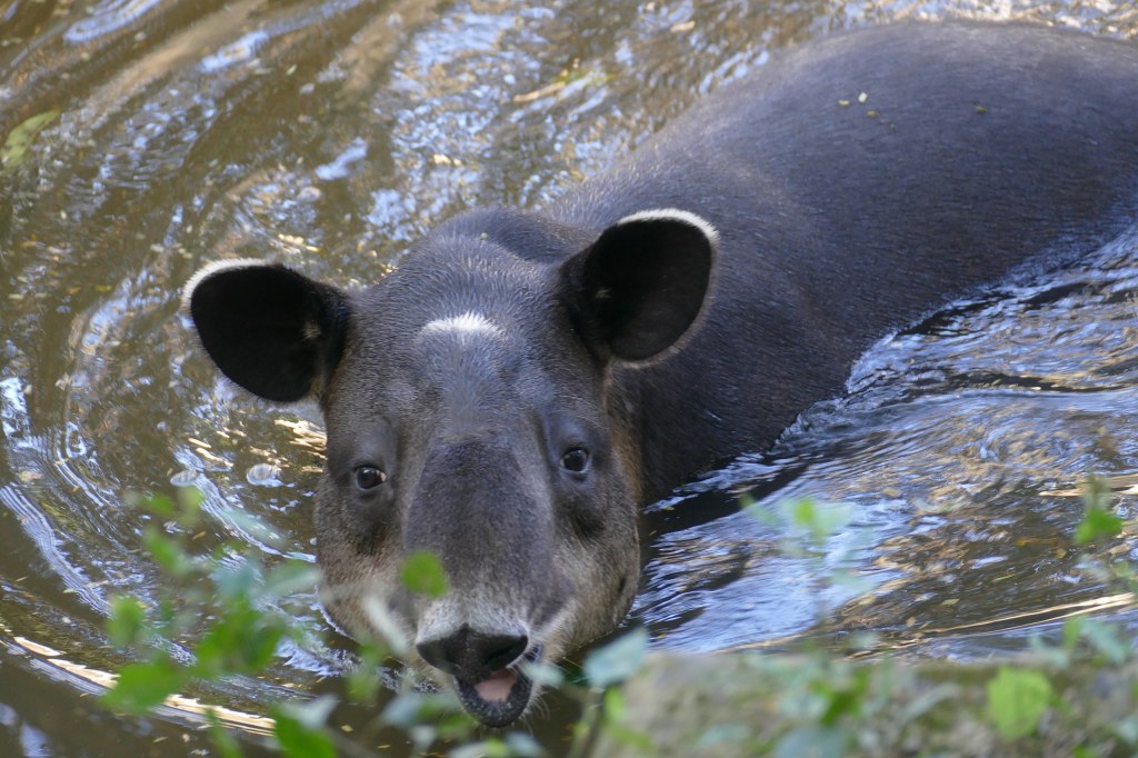 Baird's Tapir Tapirus bairdii