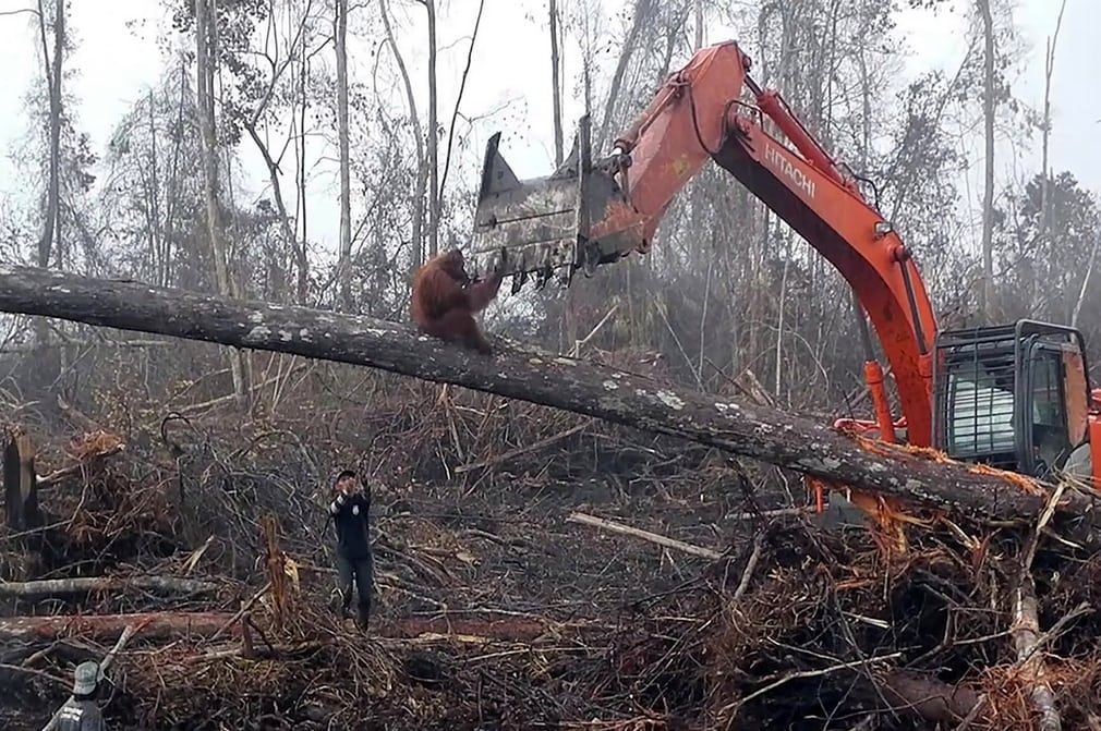 Orangutan defends her home deforestation