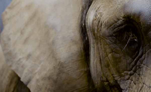 African Forest Elephant Loxodonta cyclotis