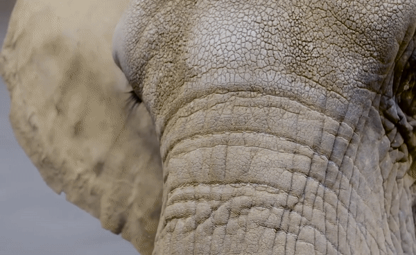 African Forest Elephant Loxodonta cyclotis