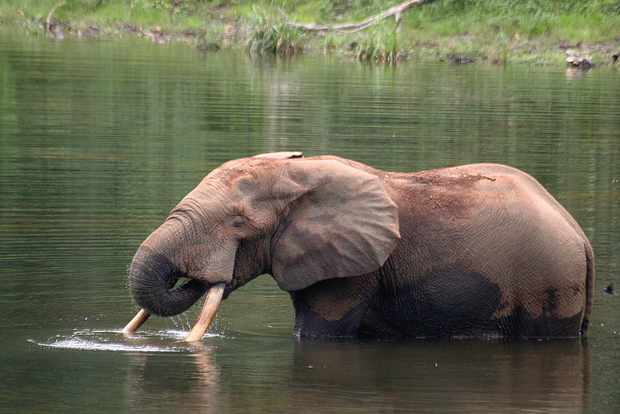 African Forest Elephant Loxodonta cyclotis