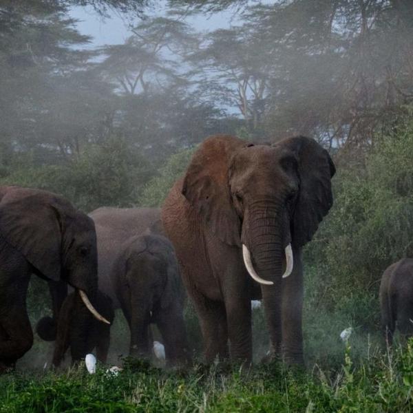 African Forest Elephants’s Movements Depend on Their&nbsp;Personalities