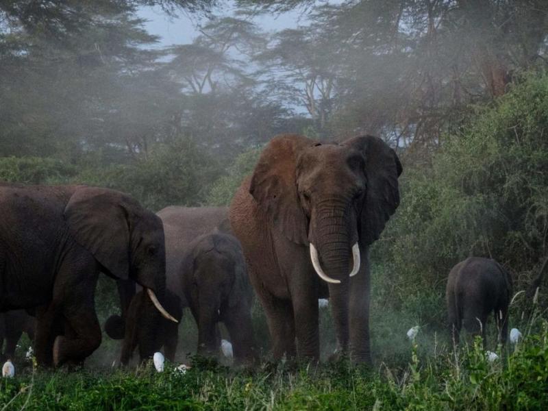 African Forest Elephants’s Movements Depend on Their&nbsp;Personalities