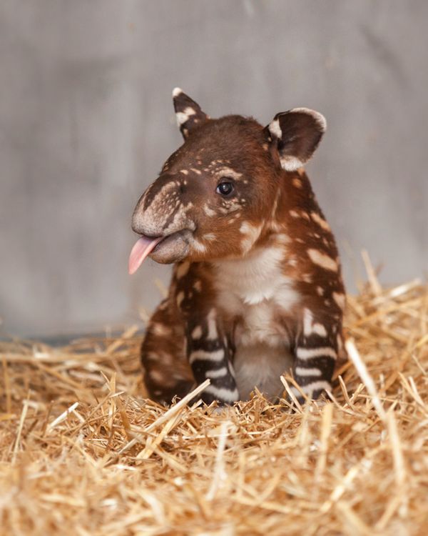 Baird's Tapir Tapirus bairdii