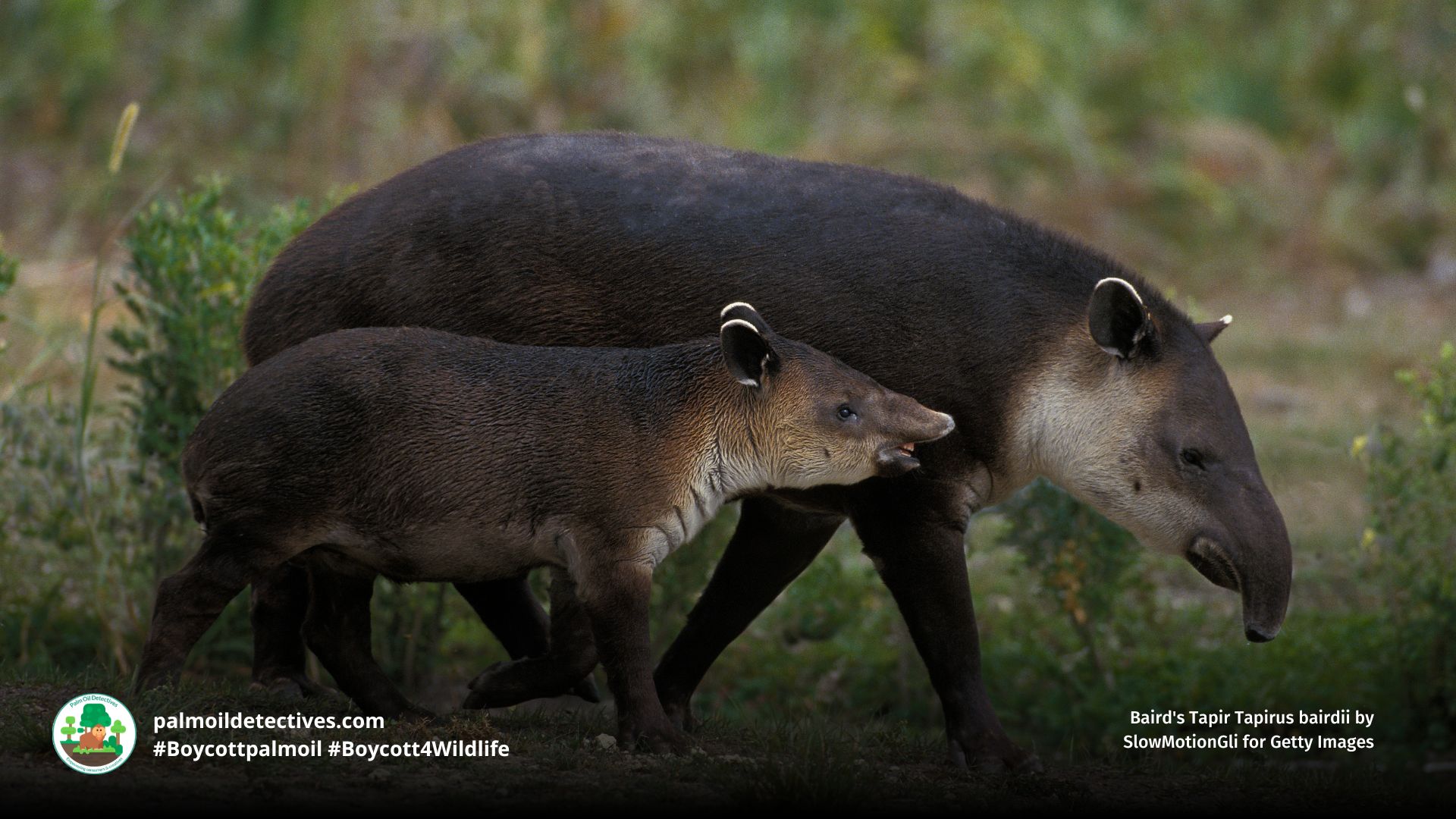 Baird's Tapir Tapirus bairdii