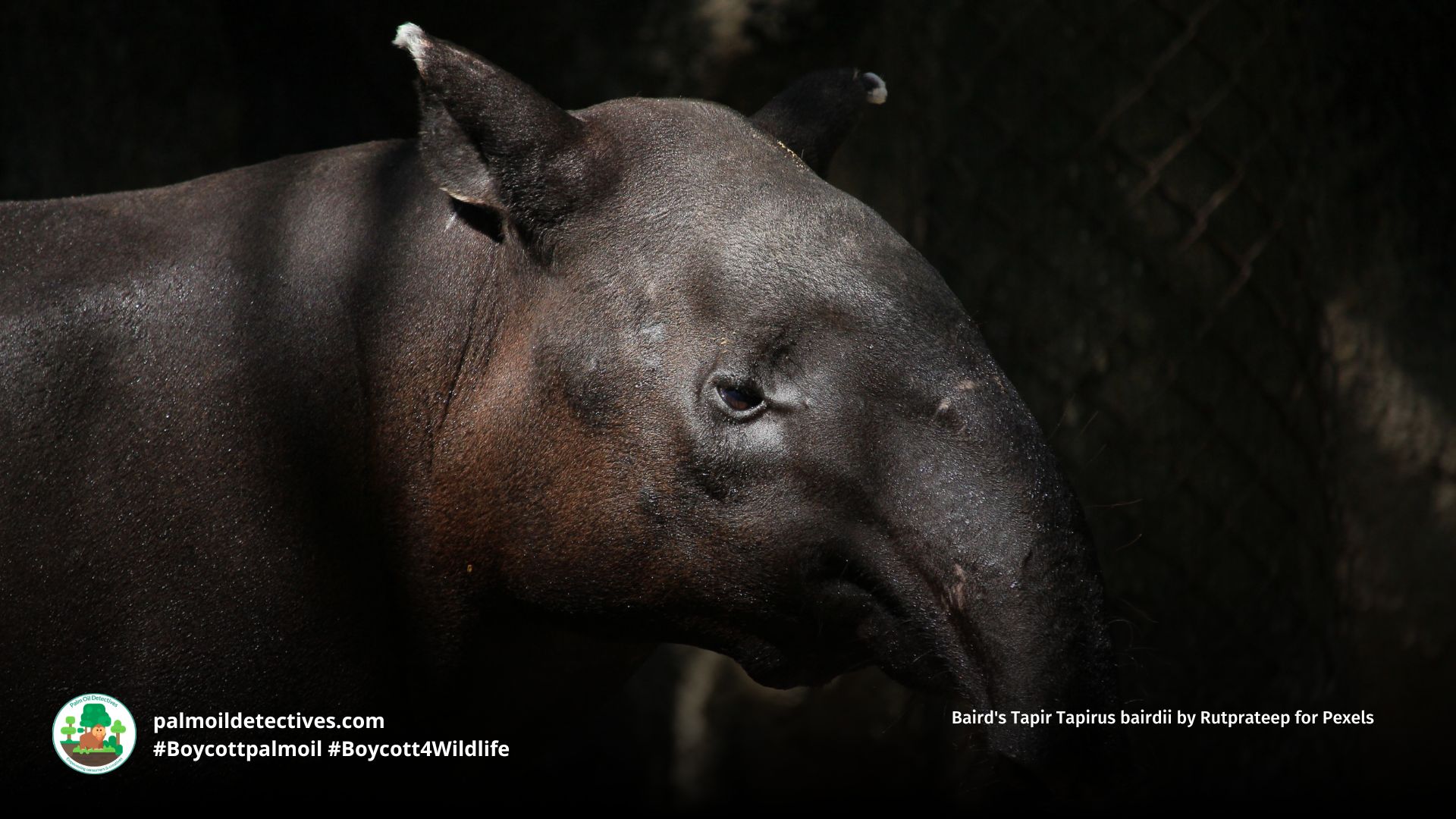 Baird's Tapir Tapirus bairdii