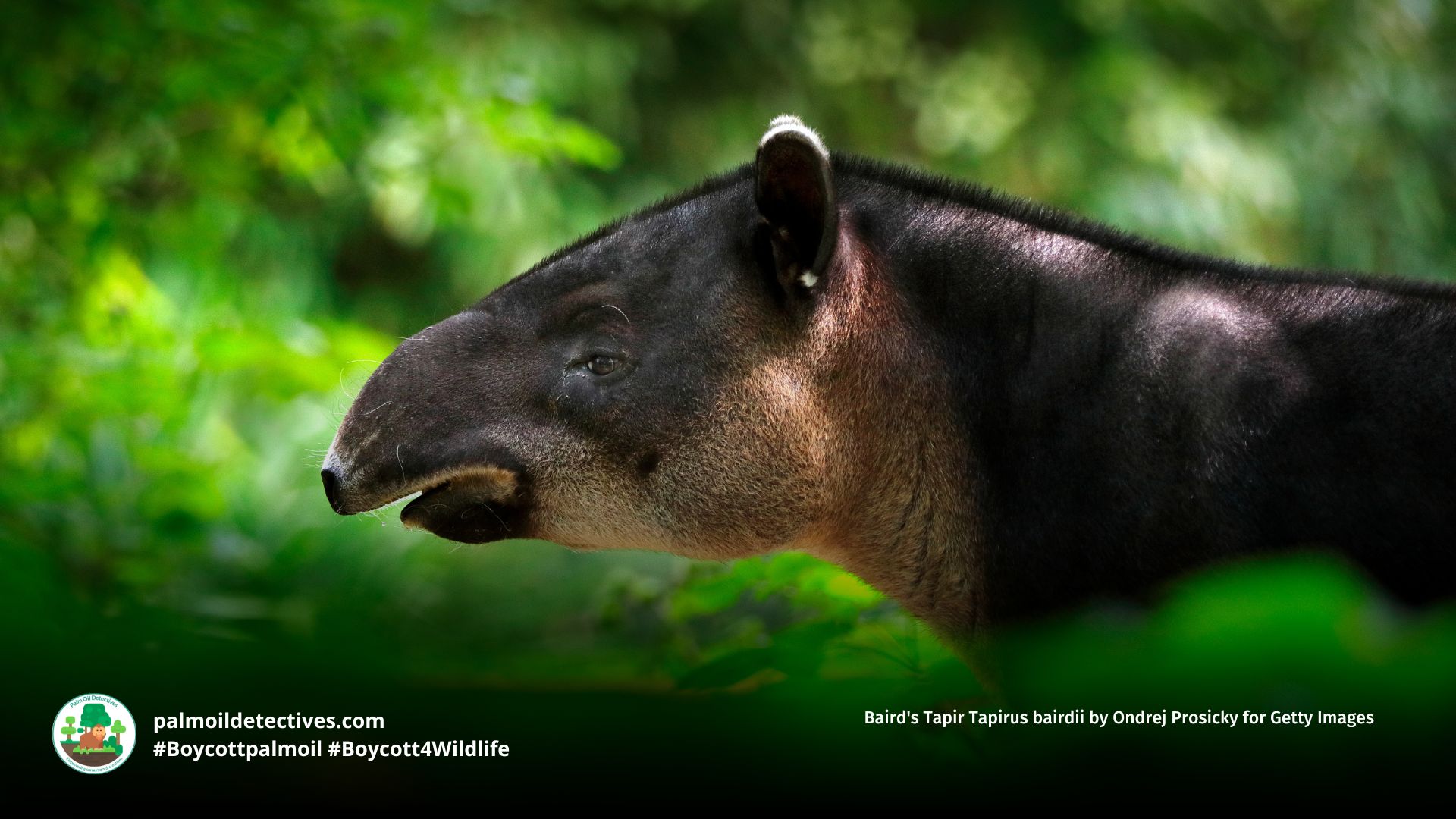 Baird's Tapir Tapirus bairdii