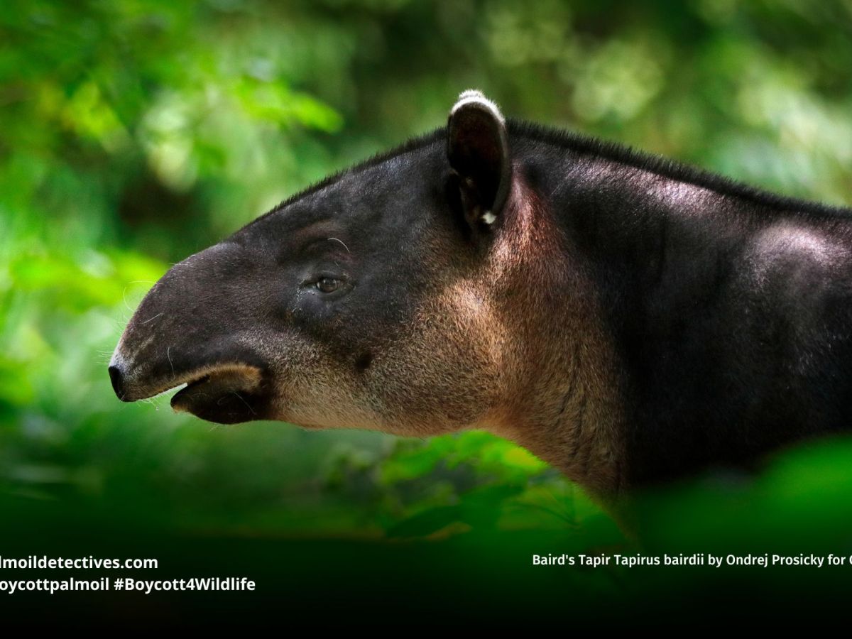 Baird’s Tapir Tapirus&nbsp;bairdii