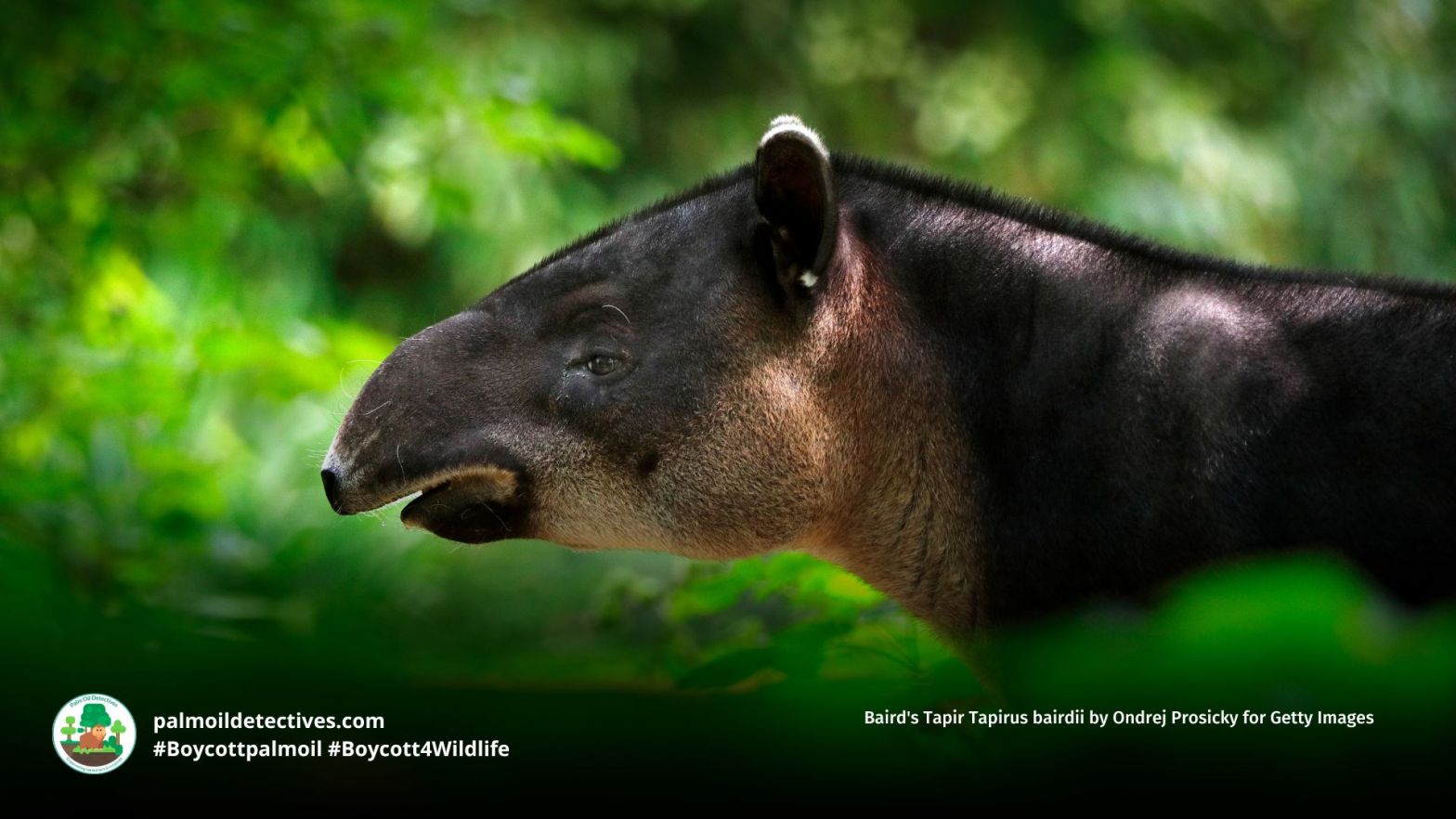 Baird's Tapir Tapirus bairdii