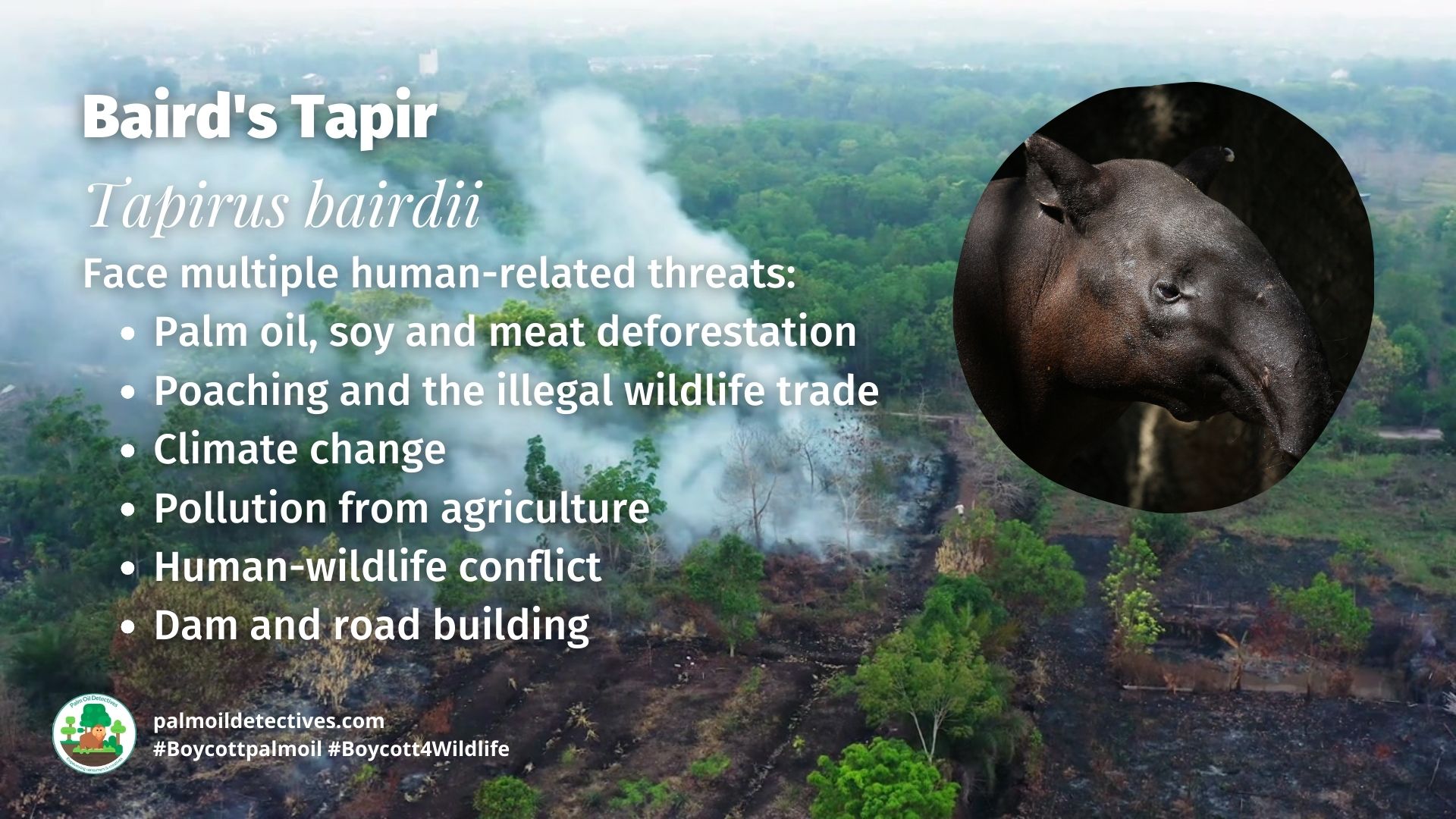 Baird's Tapir Tapirus bairdii