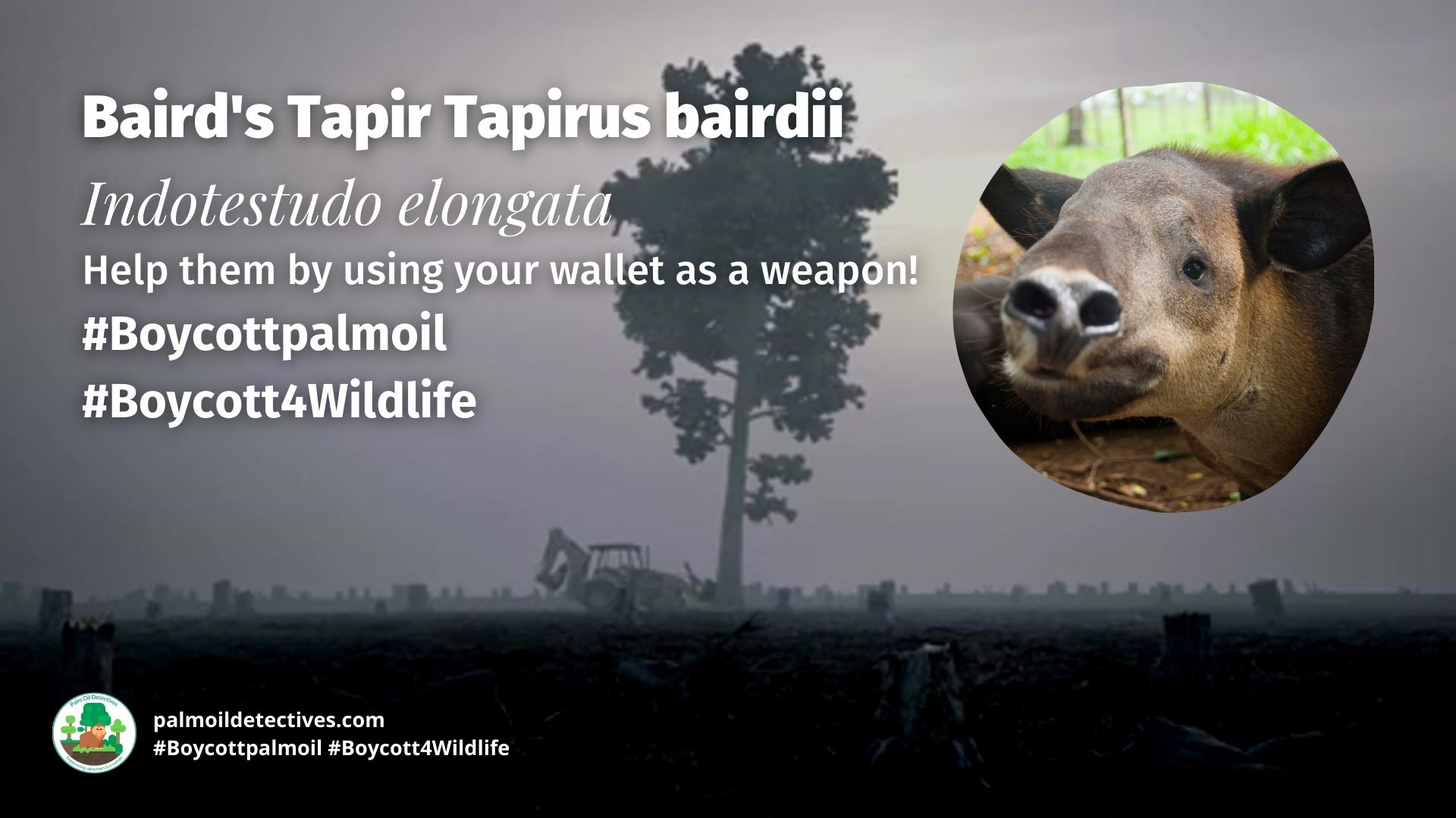 Baird's Tapir Tapirus bairdii