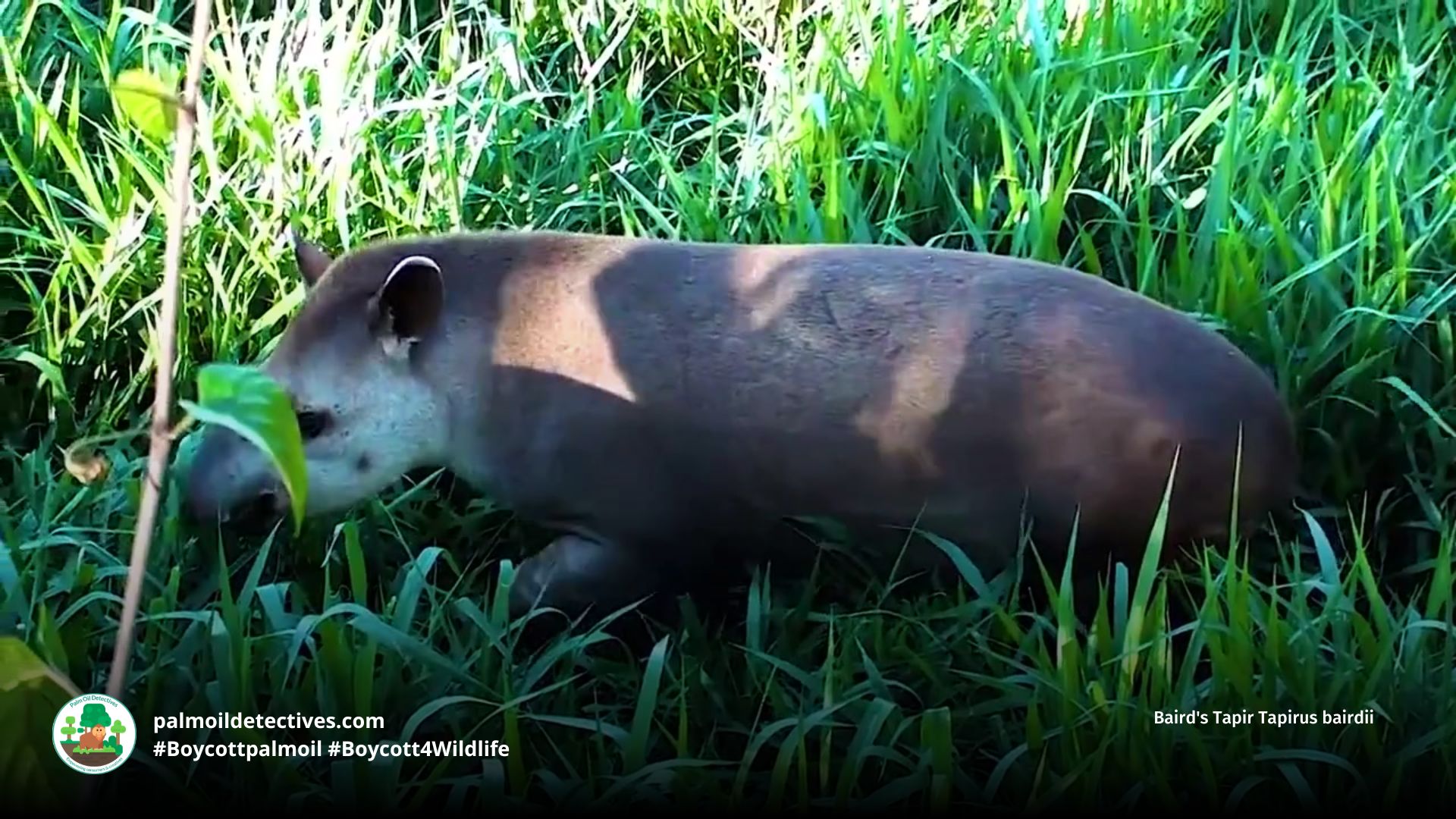 Baird's Tapir Tapirus bairdii