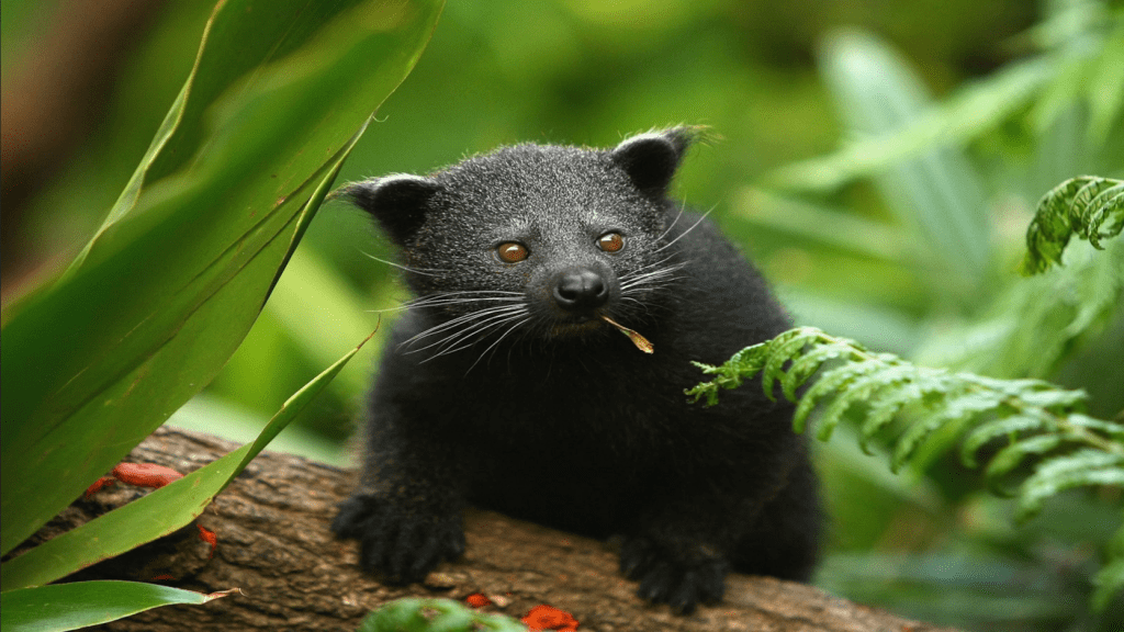 Binturong Arctictis binturong