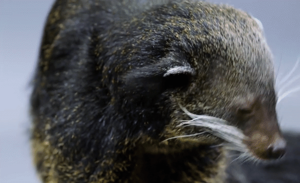 Binturong Arctictis binturong