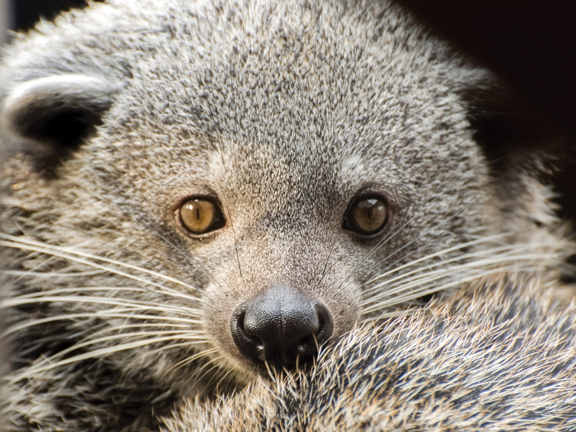 Binturong Arctictis binturong