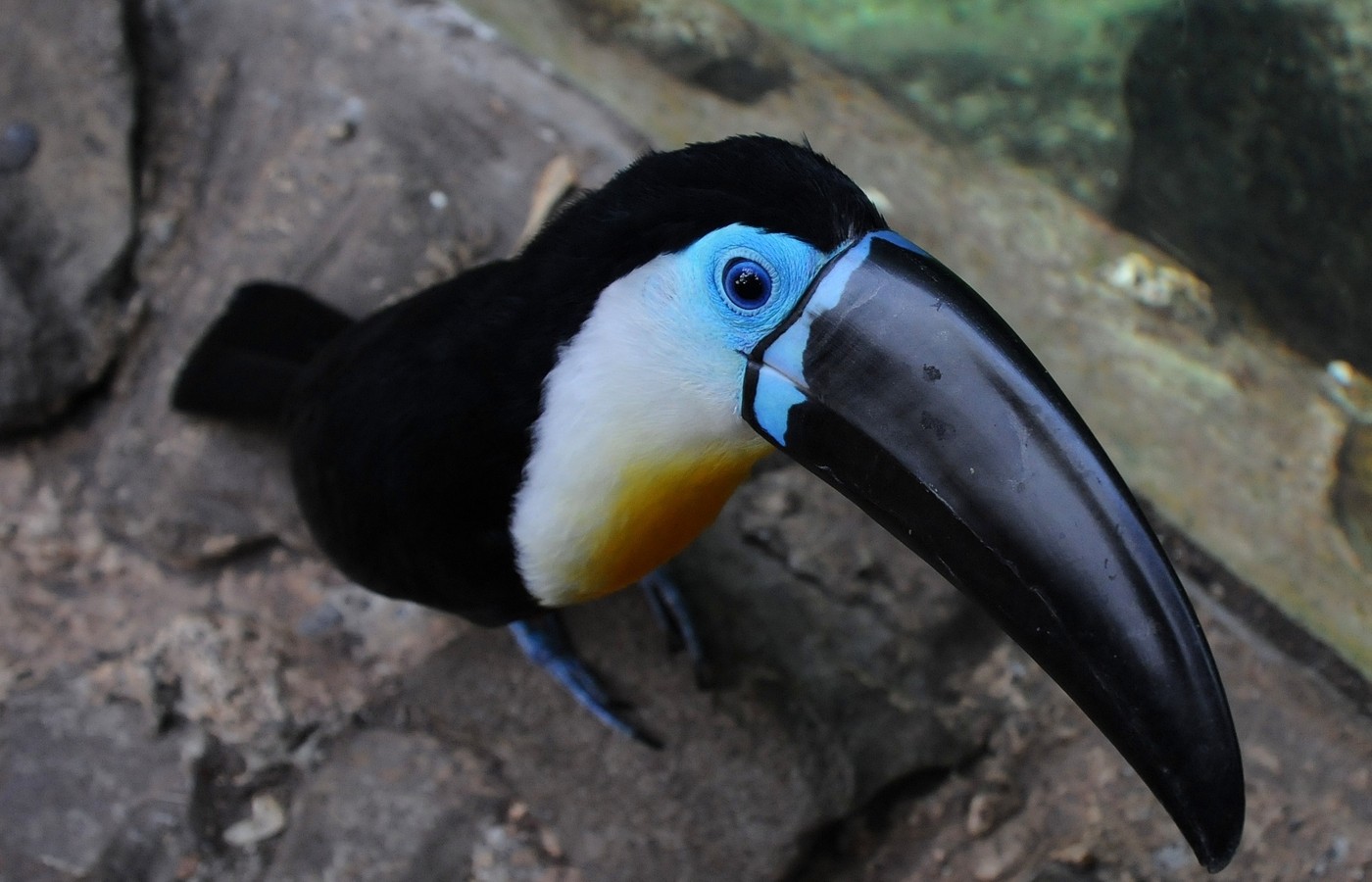 Channel-billed Toucan Ramphastos vitellinus