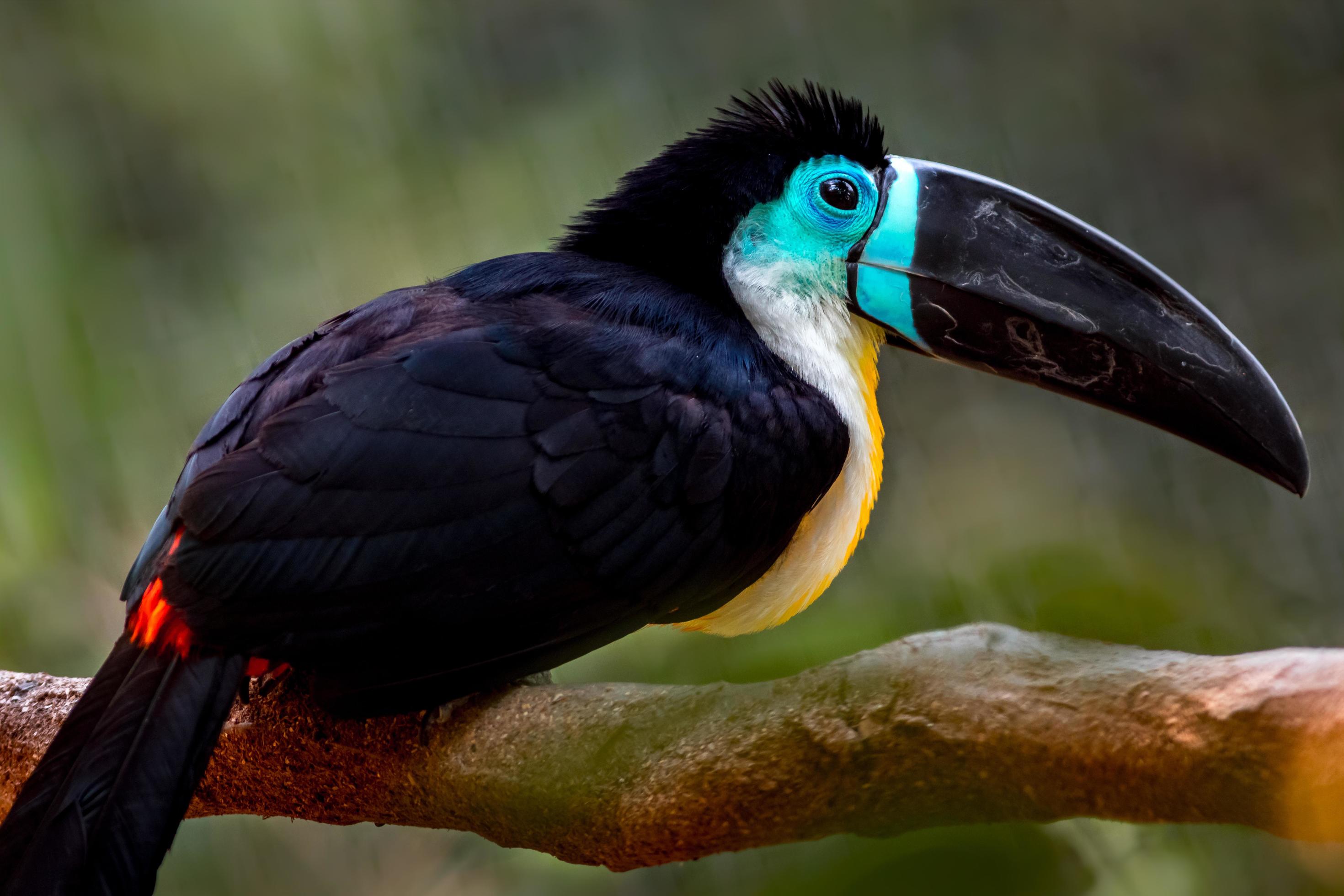 Channel-billed Toucan Ramphastos vitellinus