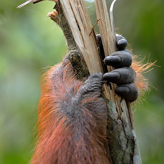 A Sumatran Orangutan clings to a broken tree. Craig Jones Wildlife Photography