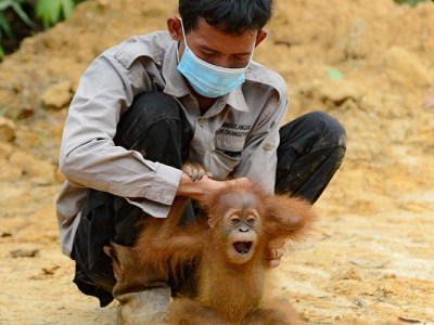 Eyewitness by Craig Jones: A mother and baby orangutan are rescued from an RSPO palm oil plantation in&nbsp;Sumatra