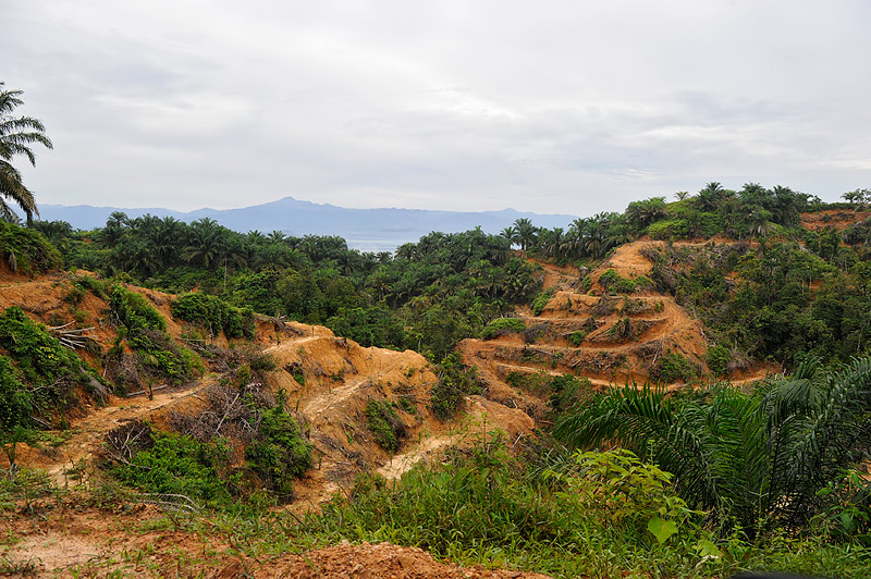 An RSPO "sustainable" palm oil plantation PT Sisirau by Craig Jones Wildlife Photography.