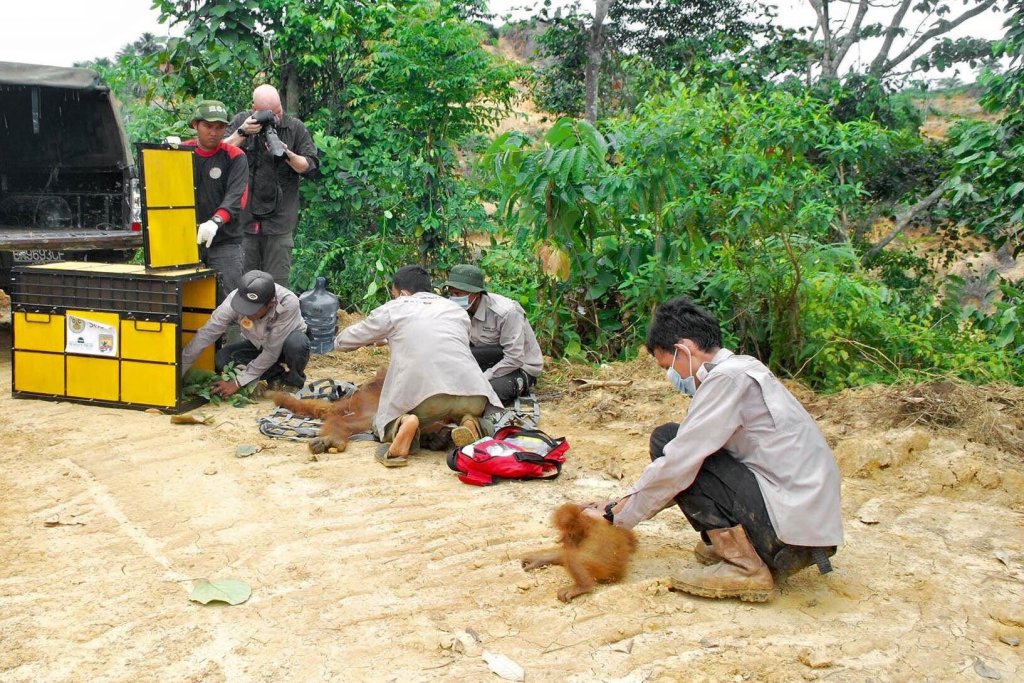 A mother and baby orangutan are rescued from an RSPO member palm oil plantation. Craig Jones Wildlife Photography