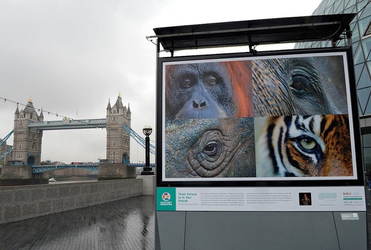 Craig Jones' photography features on a billboard in London for the Spotlight on Sumatra exhibition.