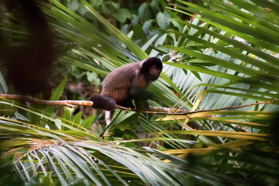 Crested Capuchin Sapajus robustus