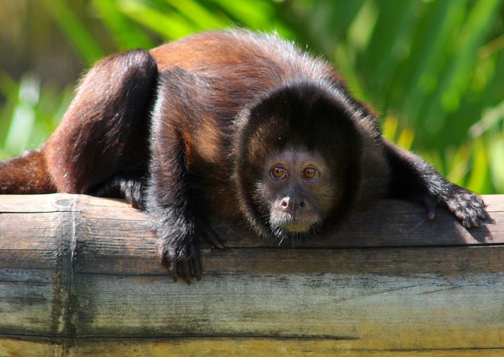 Crested Capuchin Sapajus robustus