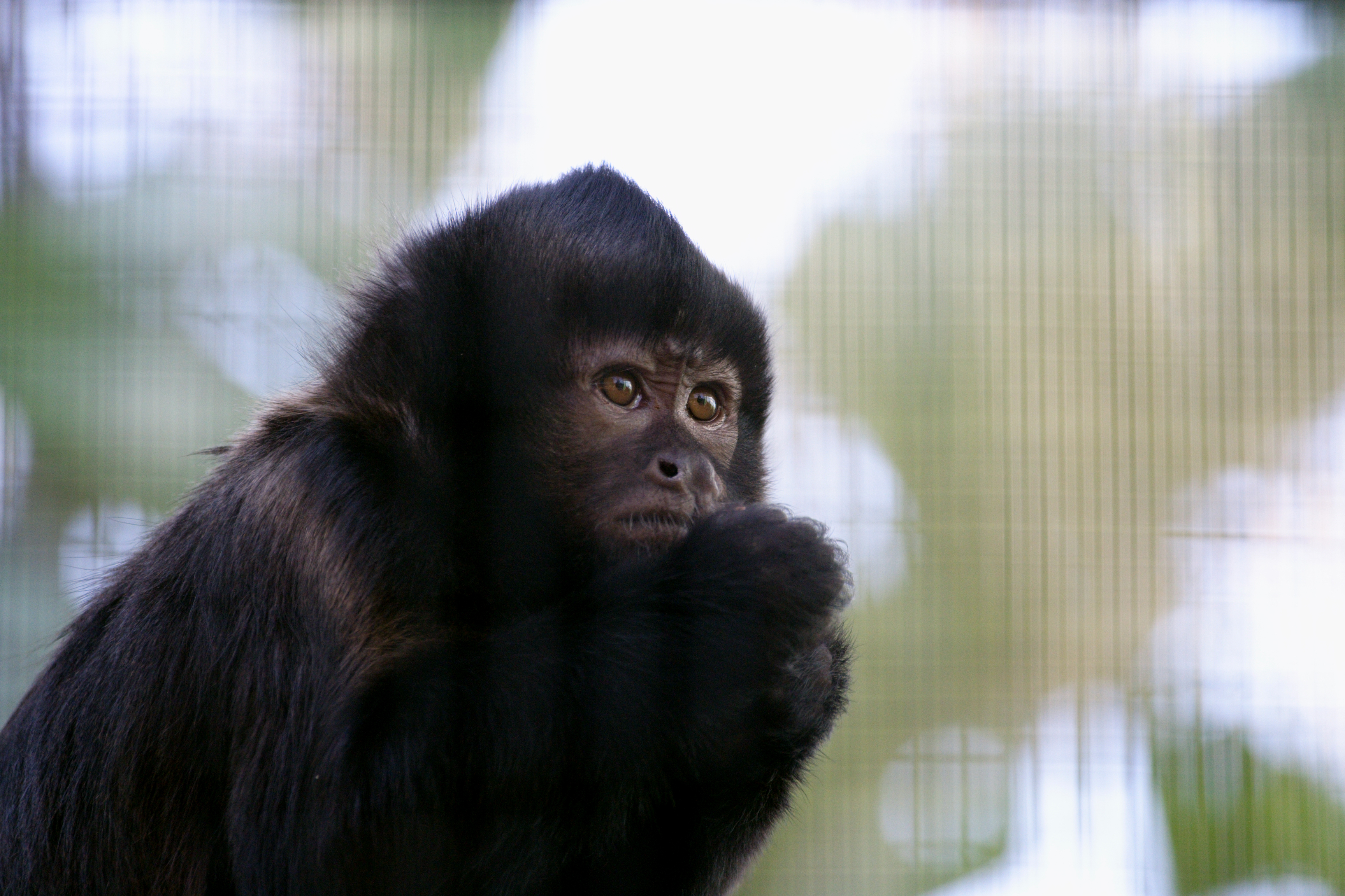 Crested Capuchin Sapajus robustus