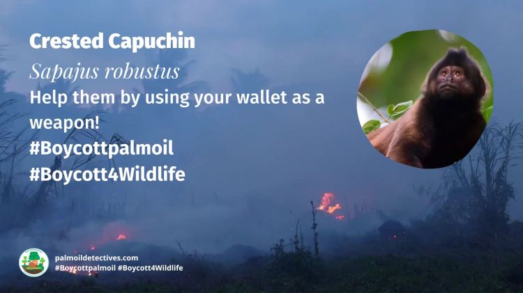 Crested Capuchin Sapajus robustus boycott4wildlife
