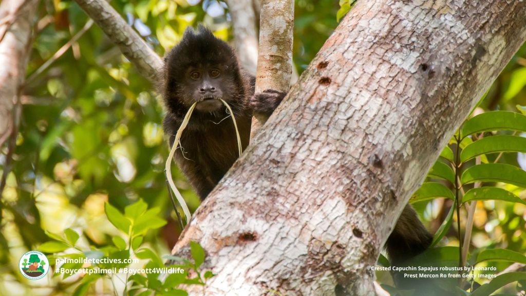 Crested Capuchin Sapajus robustus by Leonardo Prest Mercon Ro from Getty Images