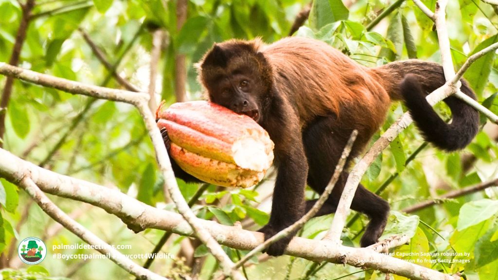 Crested Capuchin Sapajus robustus by Leonardo Prest Mercon Ro from Getty Images
