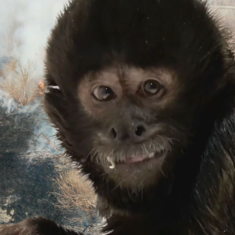 Crested Capuchin Sapajus&nbsp;robustus