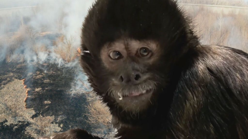 Crested Capuchin Sapajus robustus close-up of primate's face while smiling, a burning Amazon background