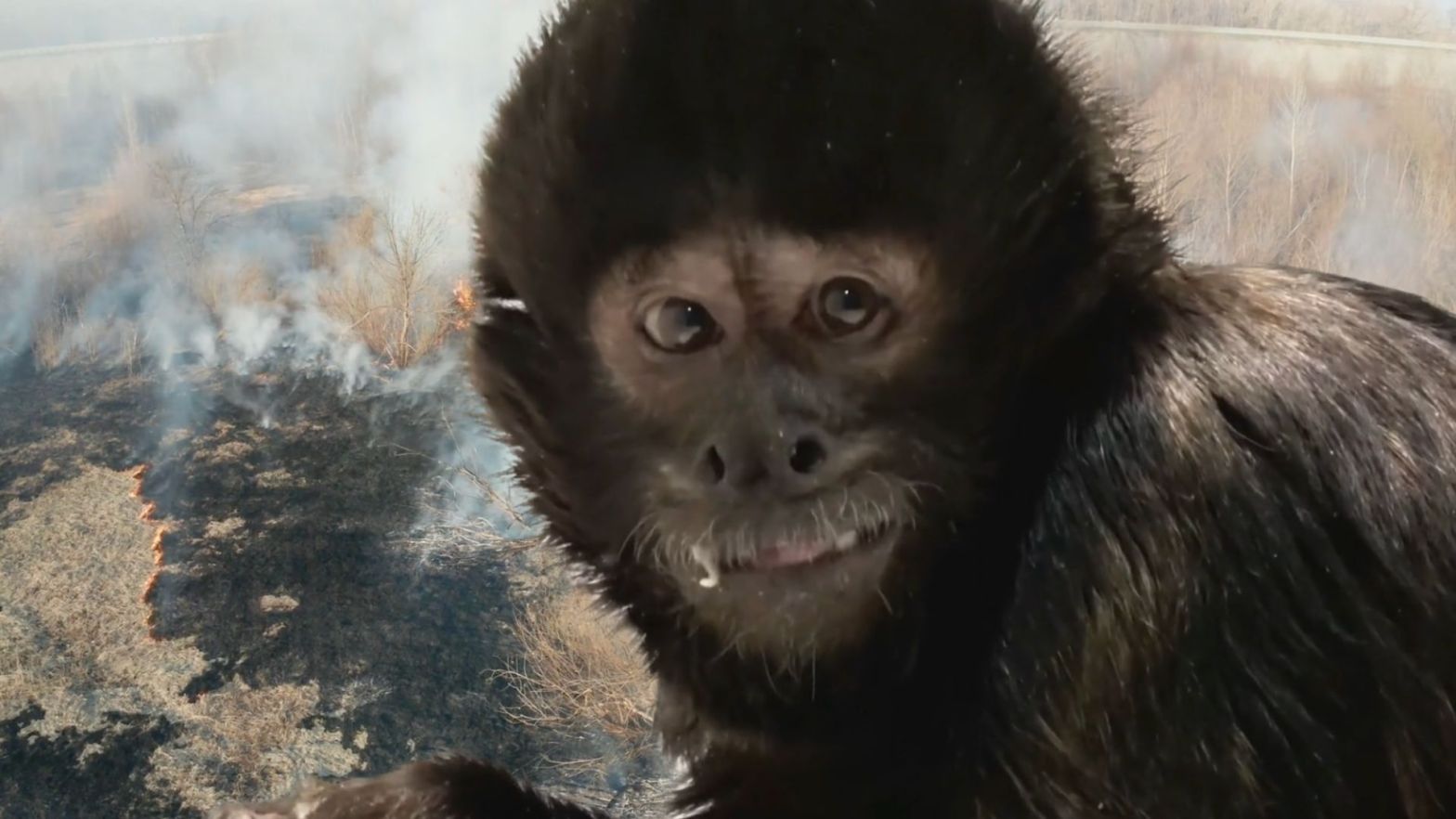 Crested Capuchin Sapajus robustus close-up of primate's face while smiling, a burning Amazon background