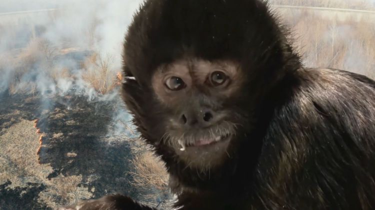 Crested Capuchin Sapajus robustus close-up of primate's face while smiling, a burning Amazon background