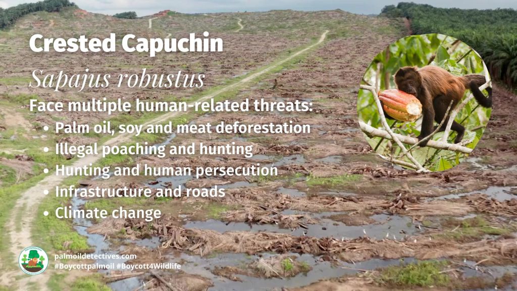 Crested Capuchin Sapajus robustus threats