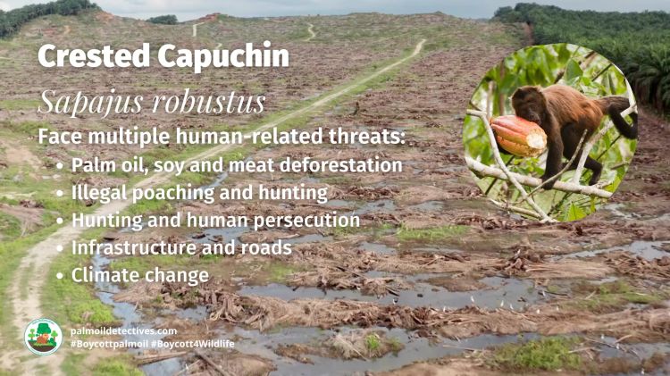 Crested Capuchin Sapajus robustus threats