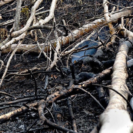 Deforestation - Craig Jones Wildlife Photography