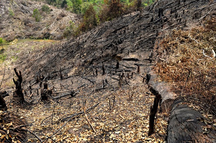 Deforestation - Craig Jones Wildlife Photography