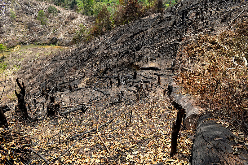 Deforestation - Craig Jones Wildlife Photography