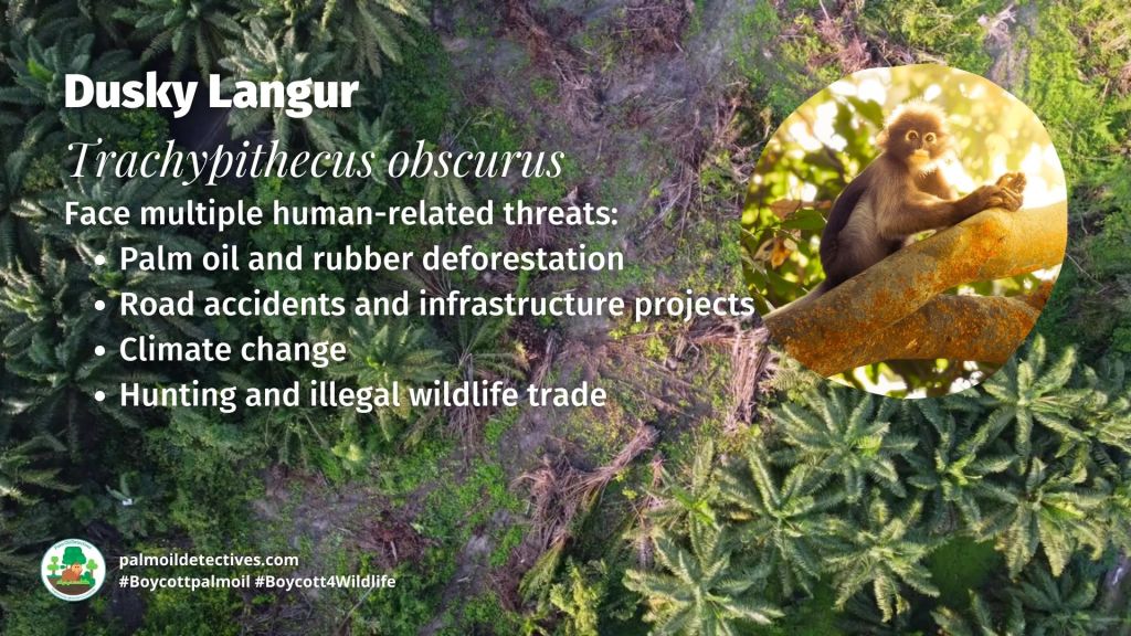Dusky Langur Trachypithecus obscurus threats