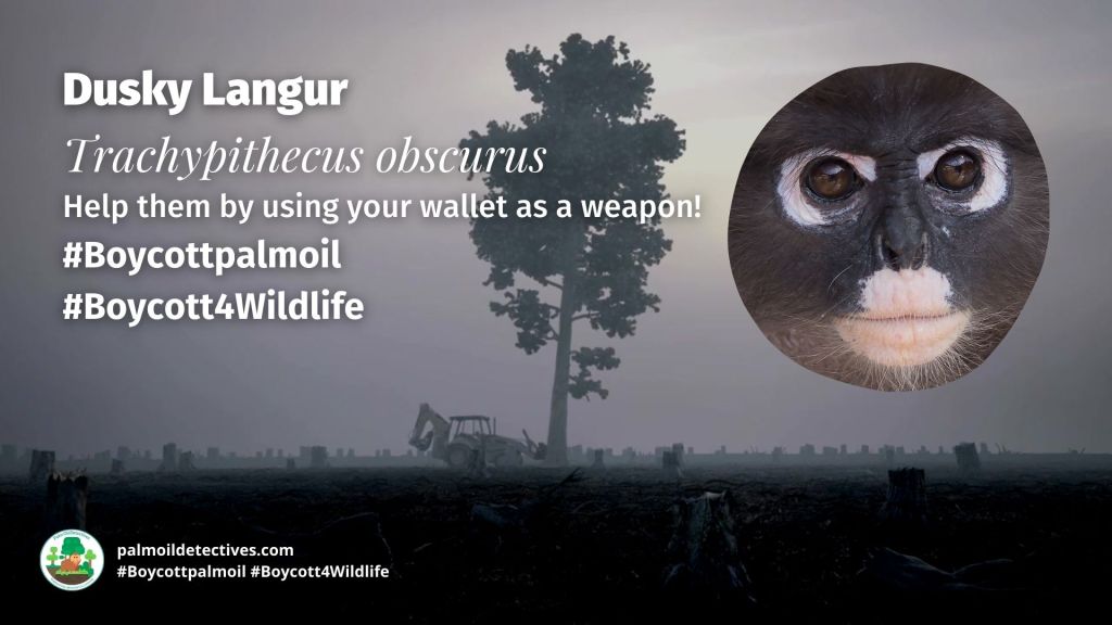 Dusky Langur Trachypithecus obscurus in a tree at sunset boycott